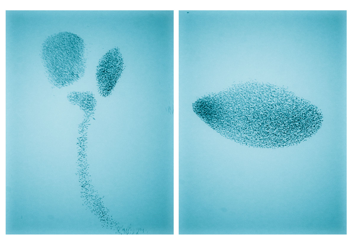 Murmuration Diptych No.1<p>© Suzanne Engelberg</p>