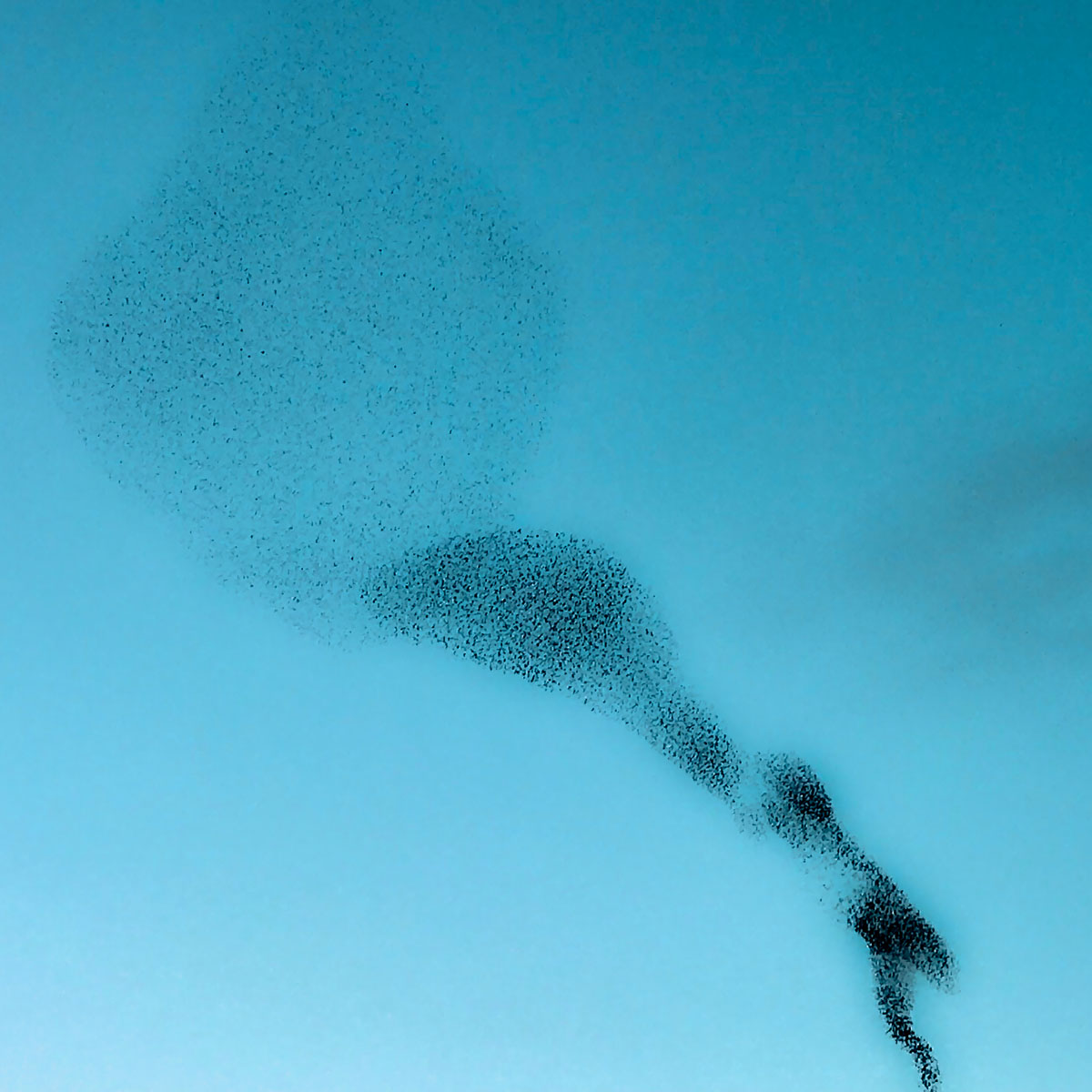 Murmuration No.2<p>© Suzanne Engelberg</p>