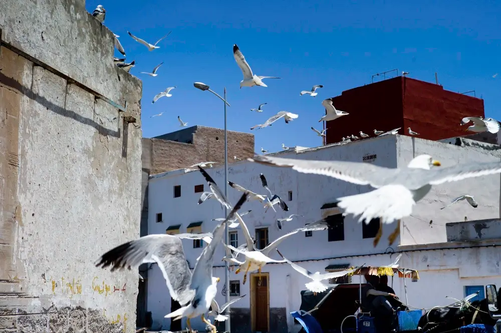 Ordinary Essaouira <p>© Adriana Ferrarese</p>