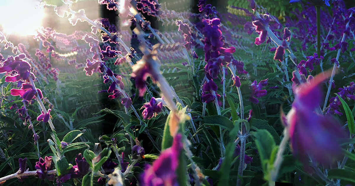 In Purple Sage<p>© Brett Foraker</p>