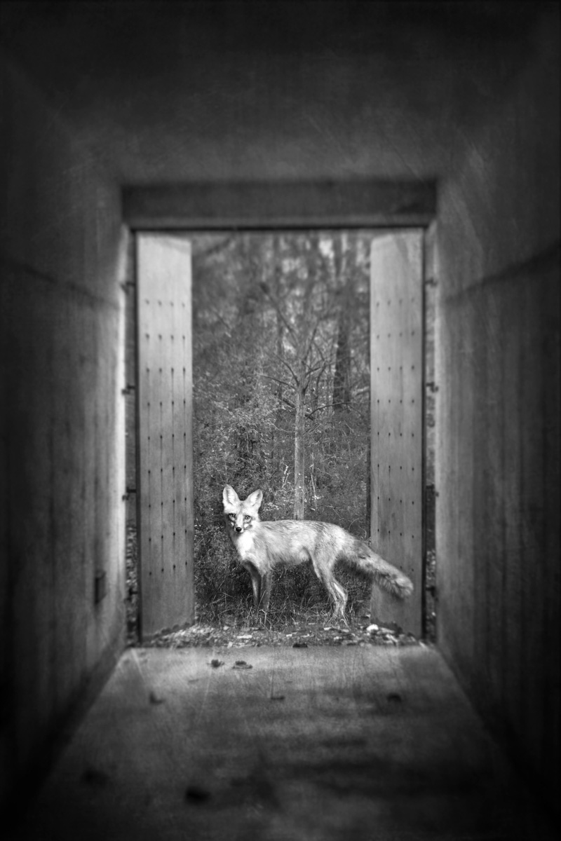 Endangered<p>© Jo Fields</p>