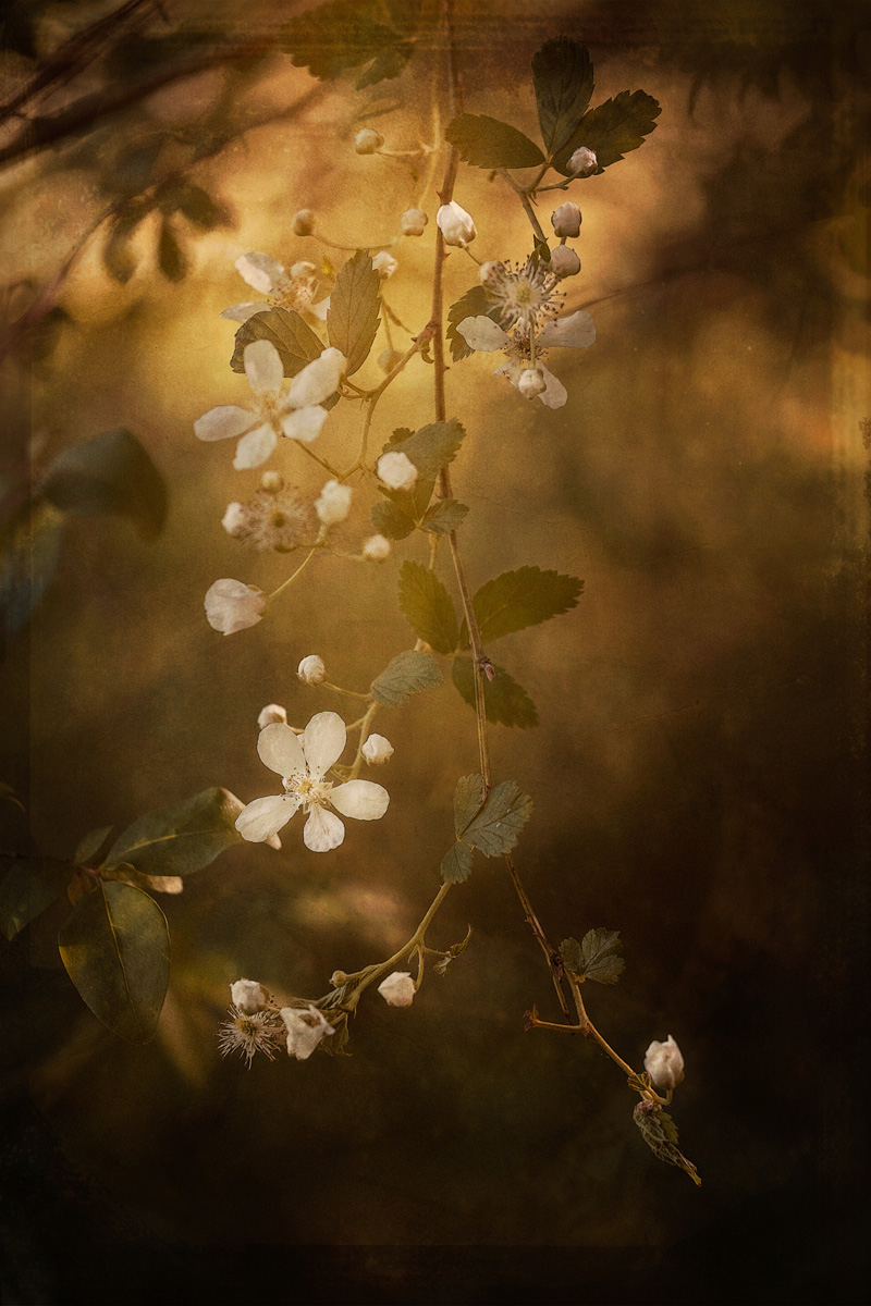 Blackberry Blossoms<p>© Jo Fields</p>