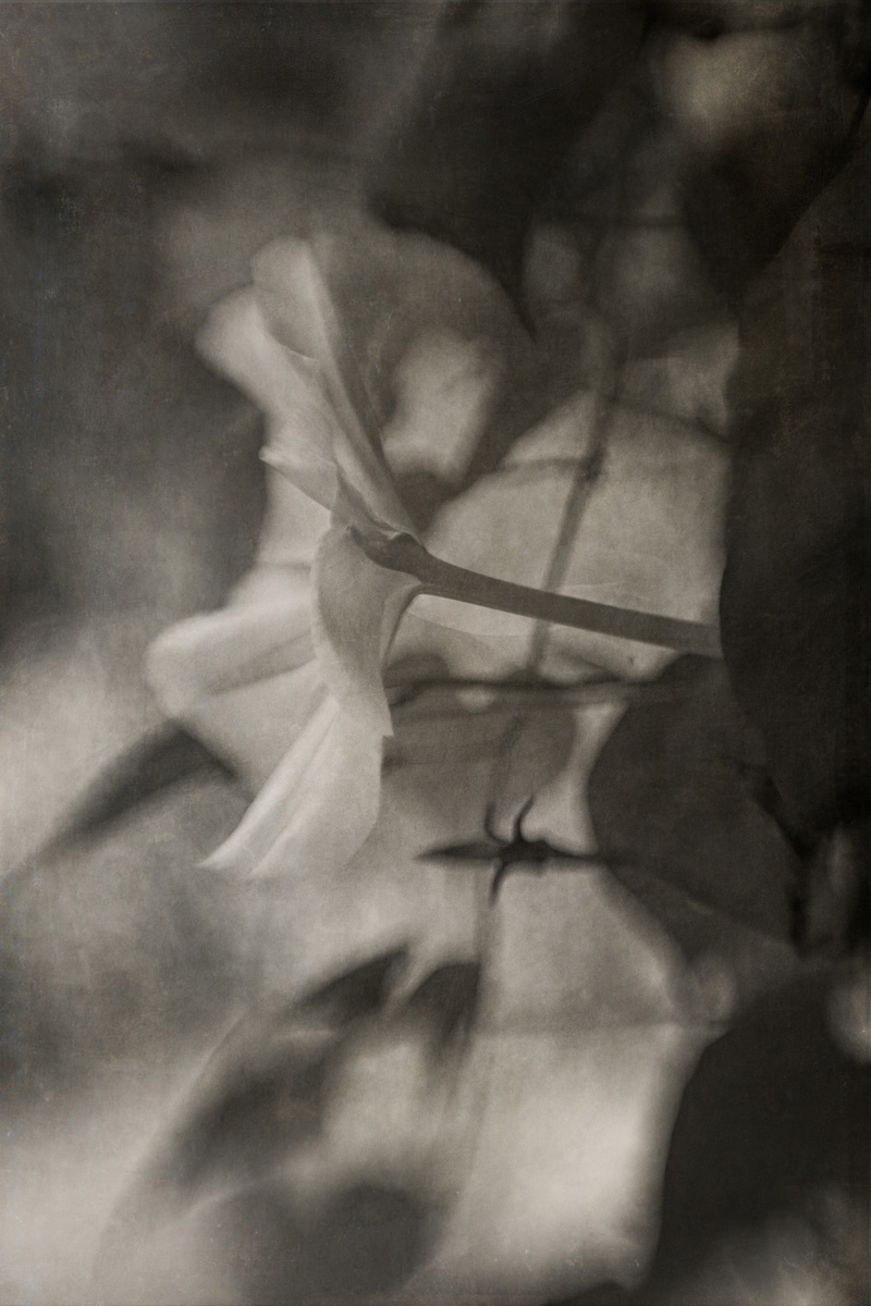 Maestoso<p>© Jo Fields</p>