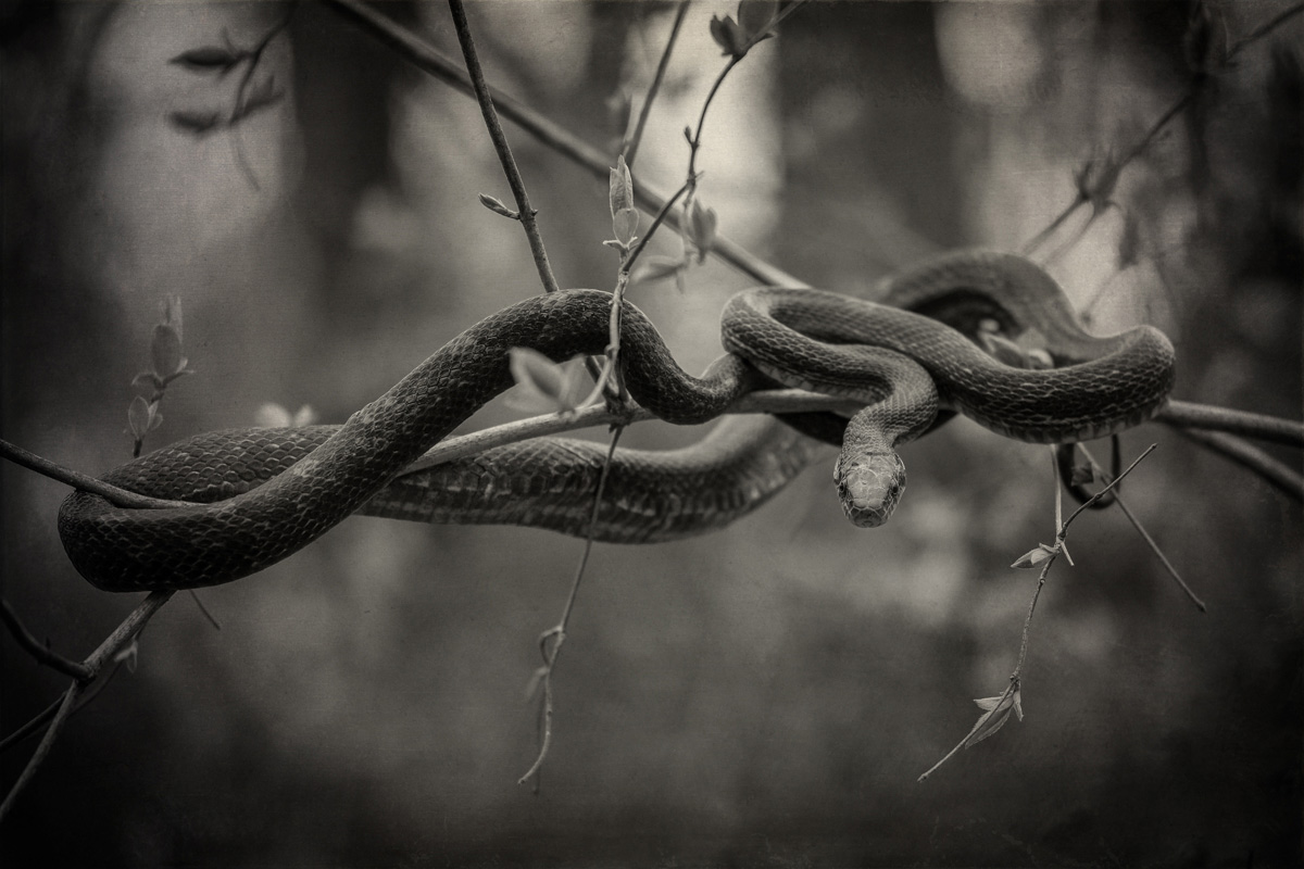 Entwined<p>© Jo Fields</p>