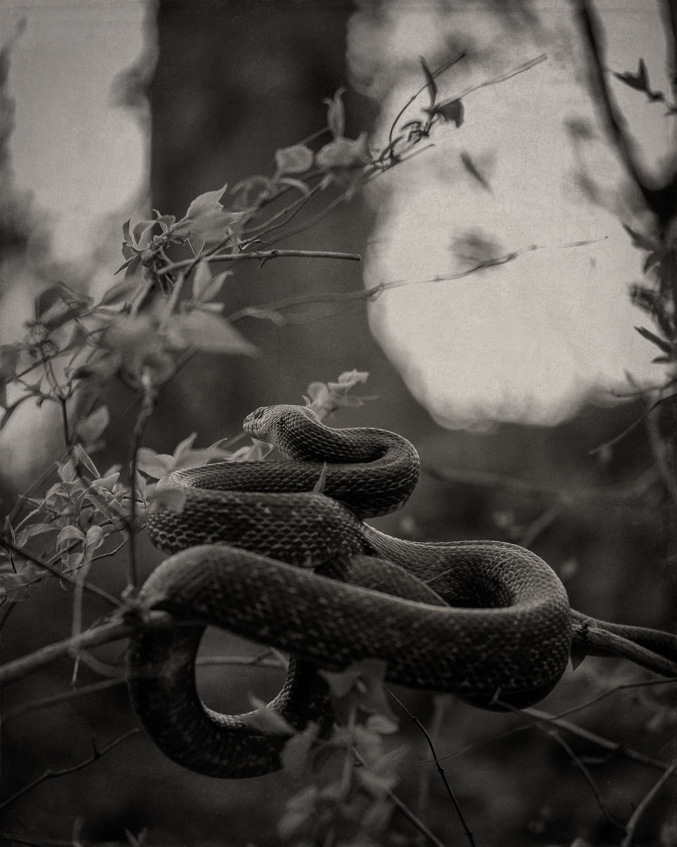 Up A Tree<p>© Jo Fields</p>