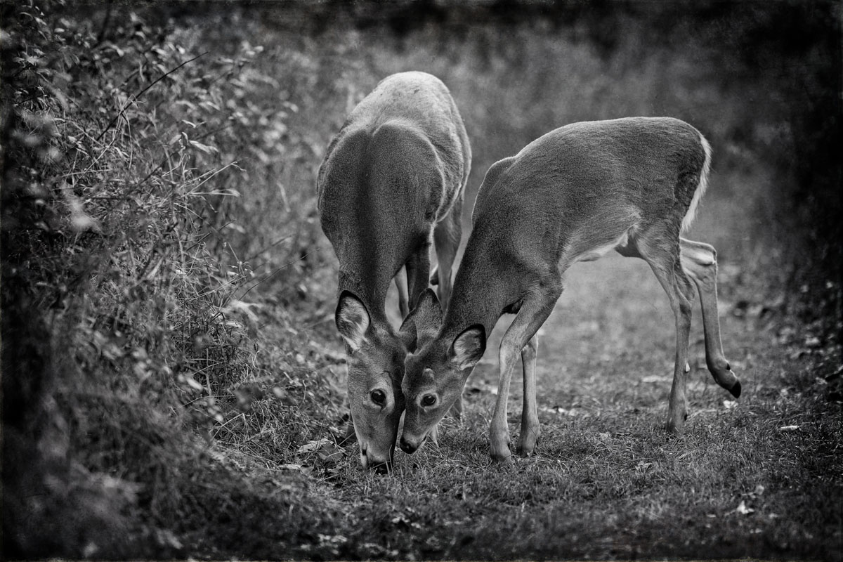 Dear Deer<p>© Jo Fields</p>