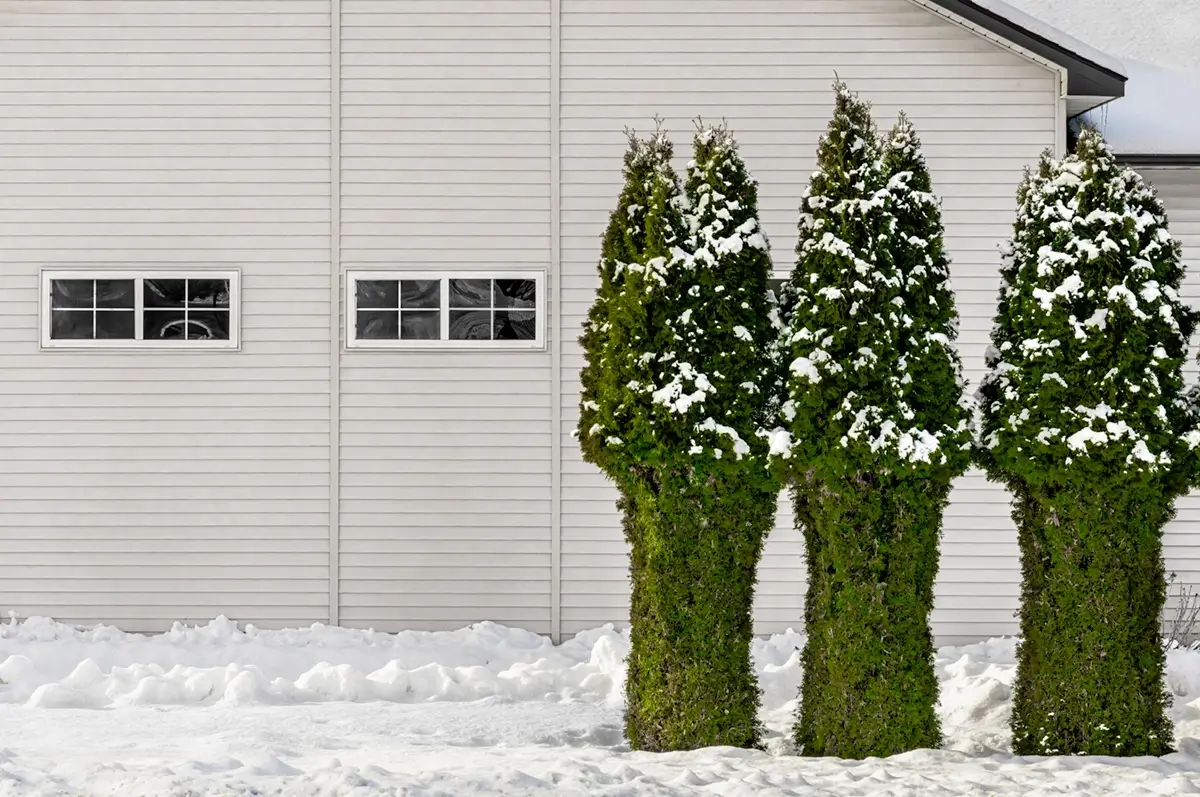 Two windows three trees 2025<p>© John Francis</p>