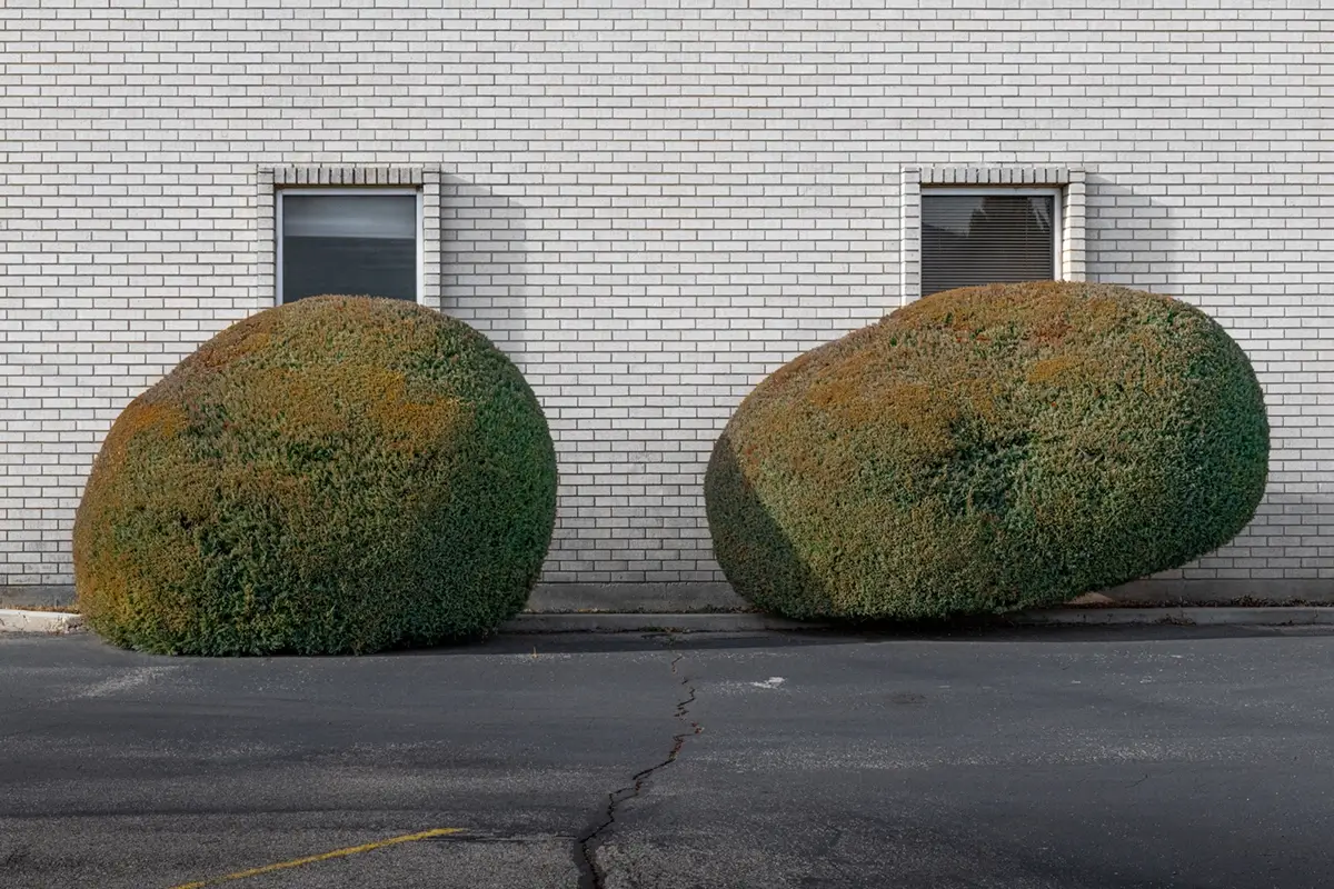 Two windows two bushes 2020<p>© John Francis</p>