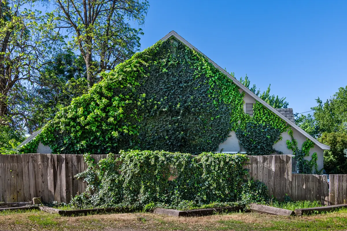 Vine covered house 2025<p>© John Francis</p>