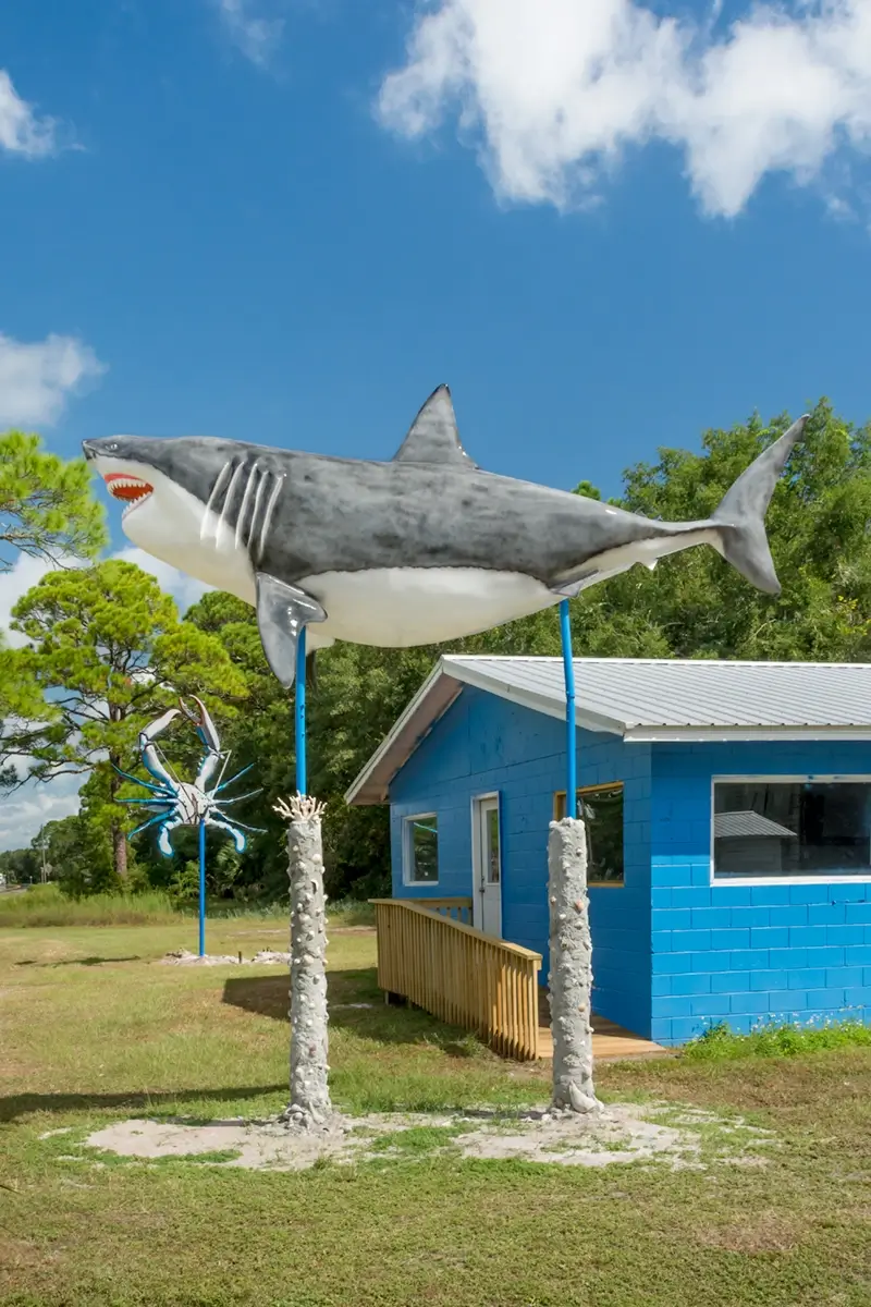 Land shark 2018<p>© John Francis</p>