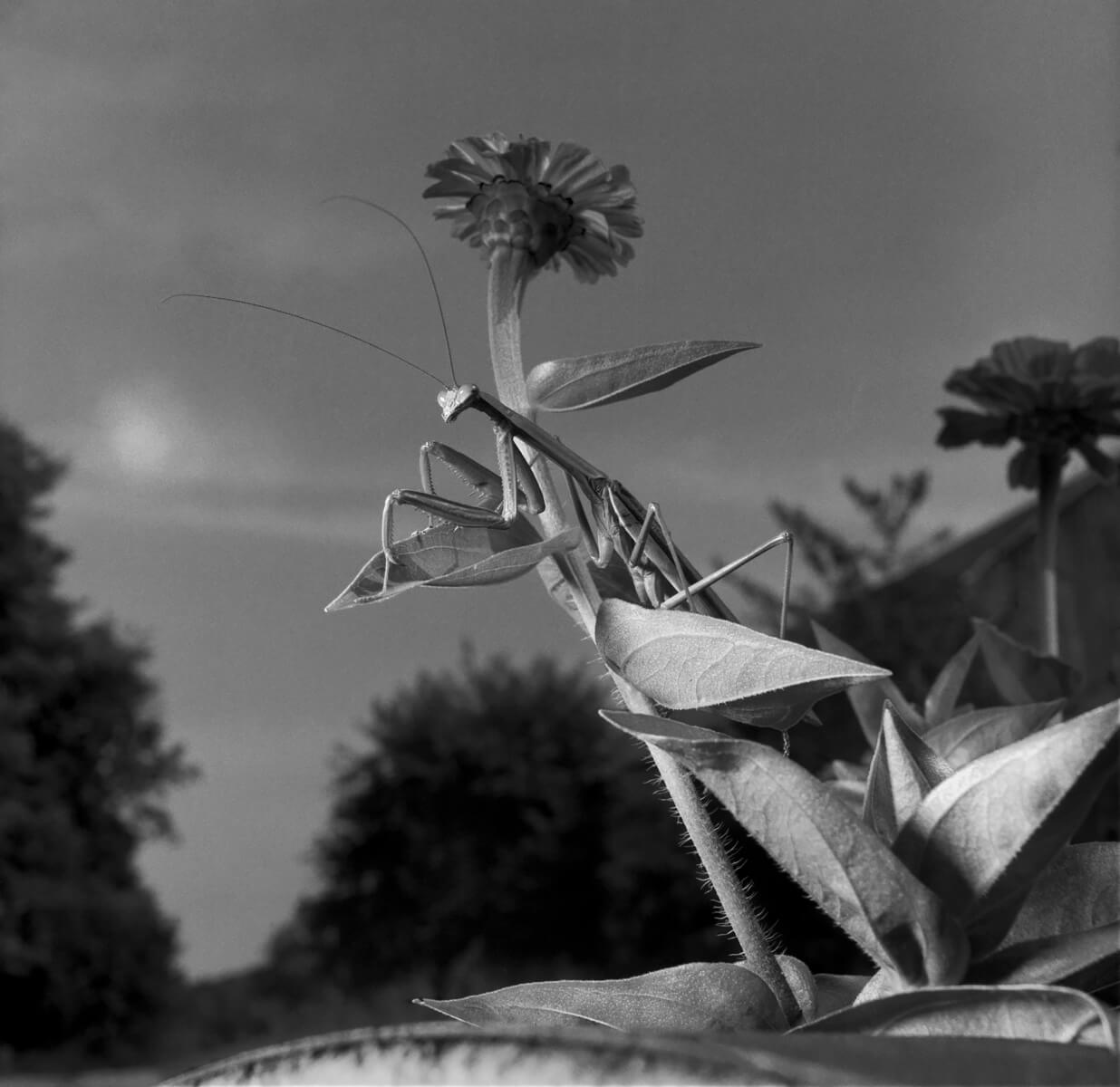 Mantis 1978<p>© Larry Fink</p>