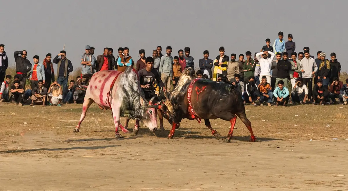 Traditional Cow Fight<p>© Mohammad Foisal</p>