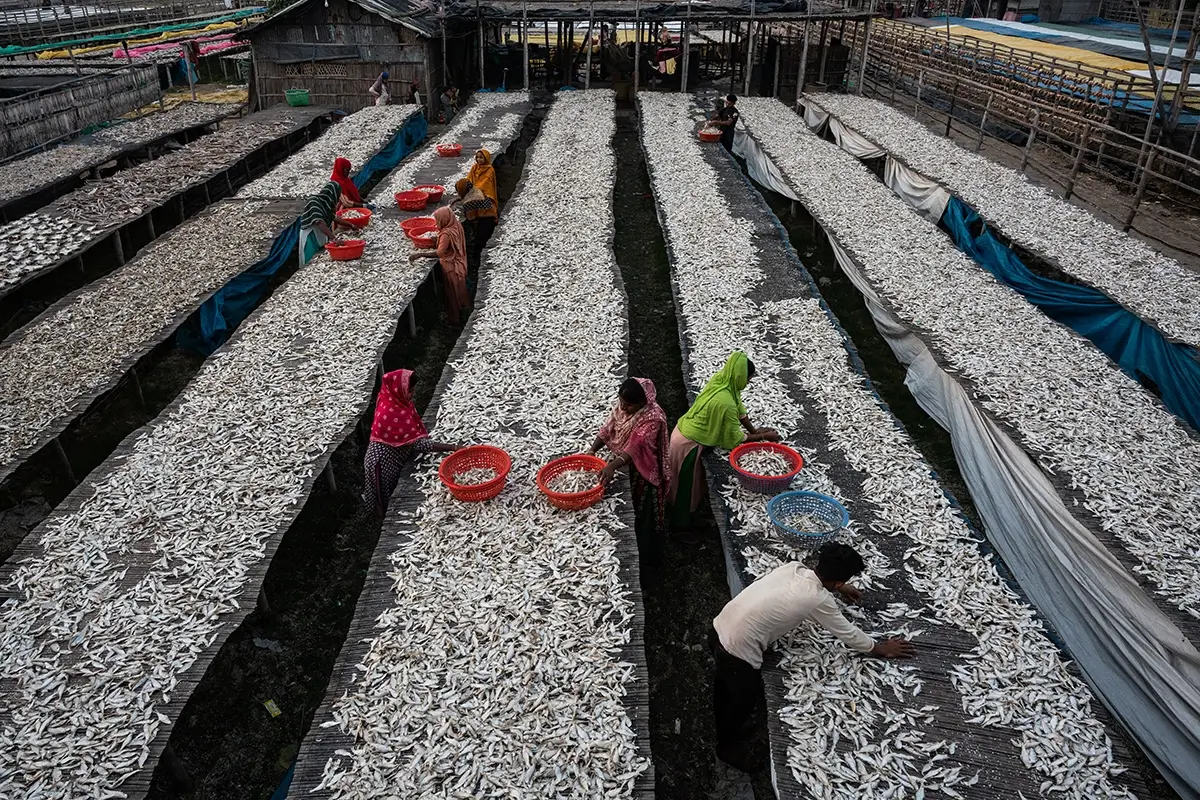 Traditional Fish Drying<p>© Mohammad Foisal</p>