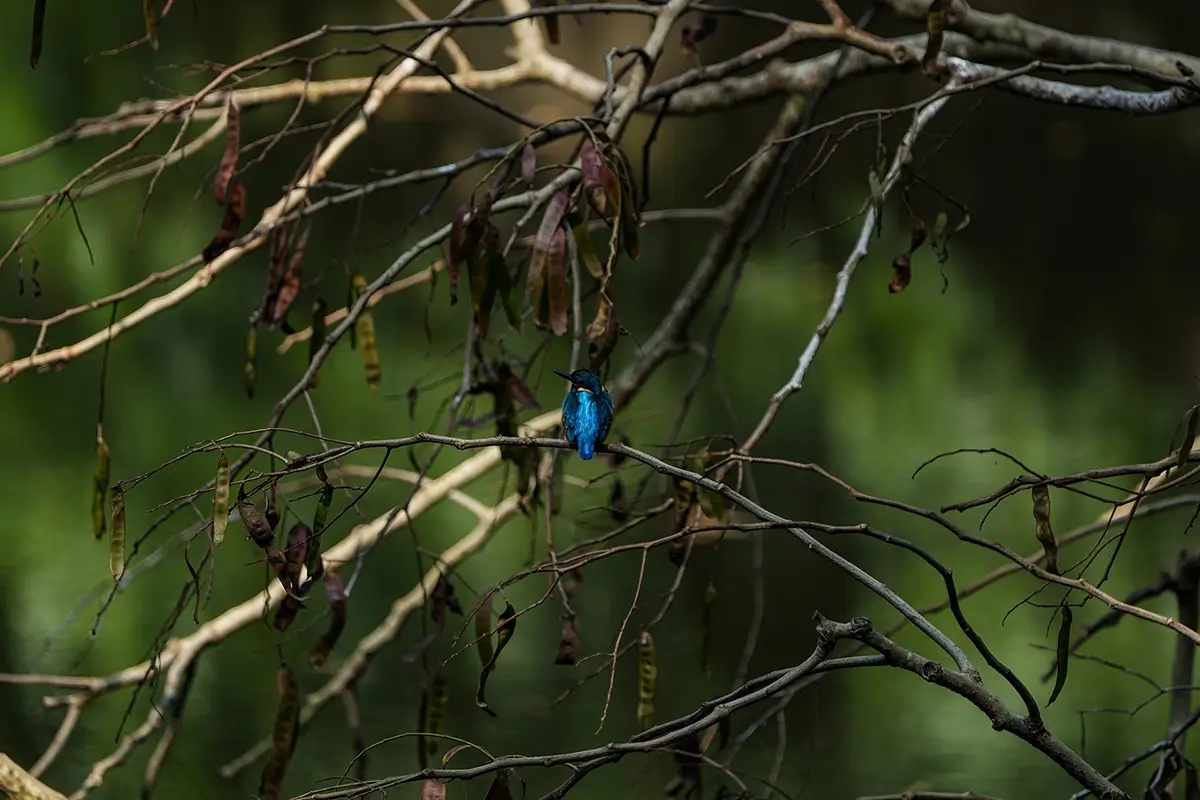 Common Kingfisher<p>© Mohammad Foisal</p>