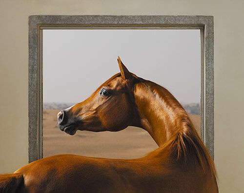 Windows Chestnut<p>Courtesy Peter Bailey Production / © Tim Flach</p>