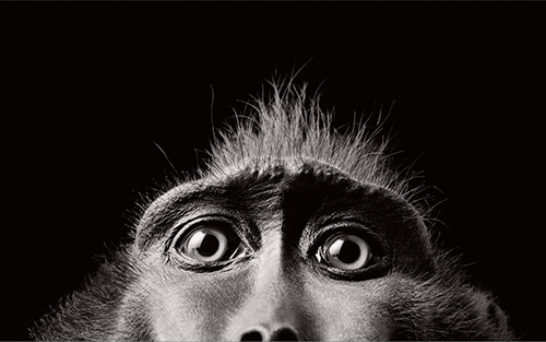 Monkey Eyes<p>Courtesy Peter Bailey Production / © Tim Flach</p>