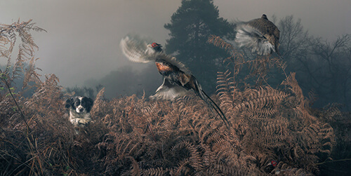 Penny working the bracken<p>Courtesy Peter Bailey Production / © Tim Flach</p>