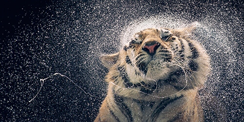 Kanja Shaking<p>Courtesy Peter Bailey Production / © Tim Flach</p>