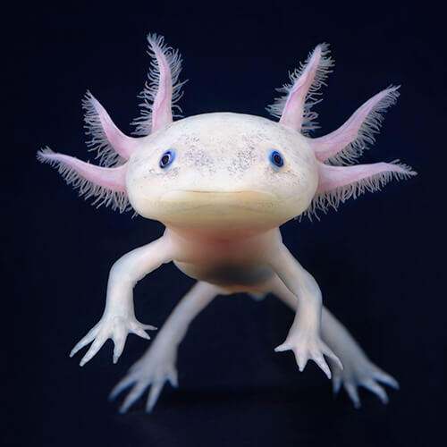 Axolotl<p>Courtesy Peter Bailey Production / © Tim Flach</p>