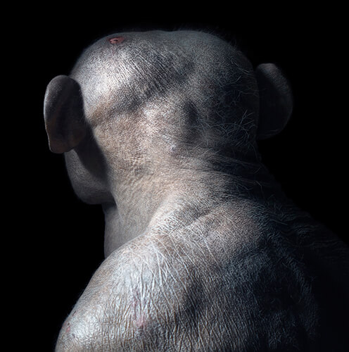 Jambo<p>Courtesy Peter Bailey Production / © Tim Flach</p>