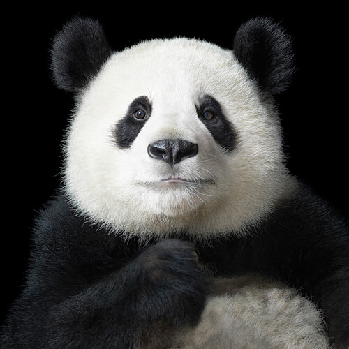 Ya Yun Elegant<p>Courtesy Peter Bailey Production / © Tim Flach</p>