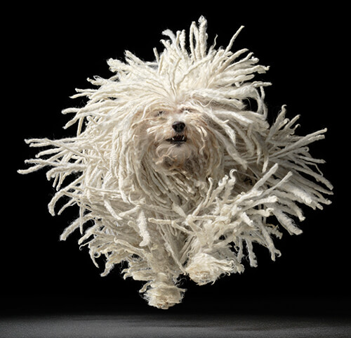 Flying Mop<p>Courtesy Peter Bailey Production / © Tim Flach</p>