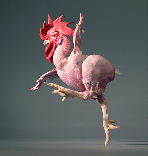 Featherless Chicken<p>Courtesy Peter Bailey Production / © Tim Flach</p>