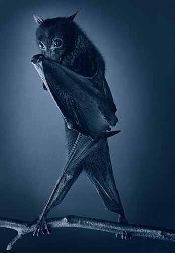 Opera Bat<p>Courtesy Peter Bailey Production / © Tim Flach</p>