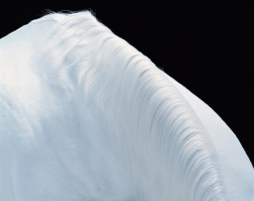 Horse Mountain<p>Courtesy Peter Bailey Production / © Tim Flach</p>