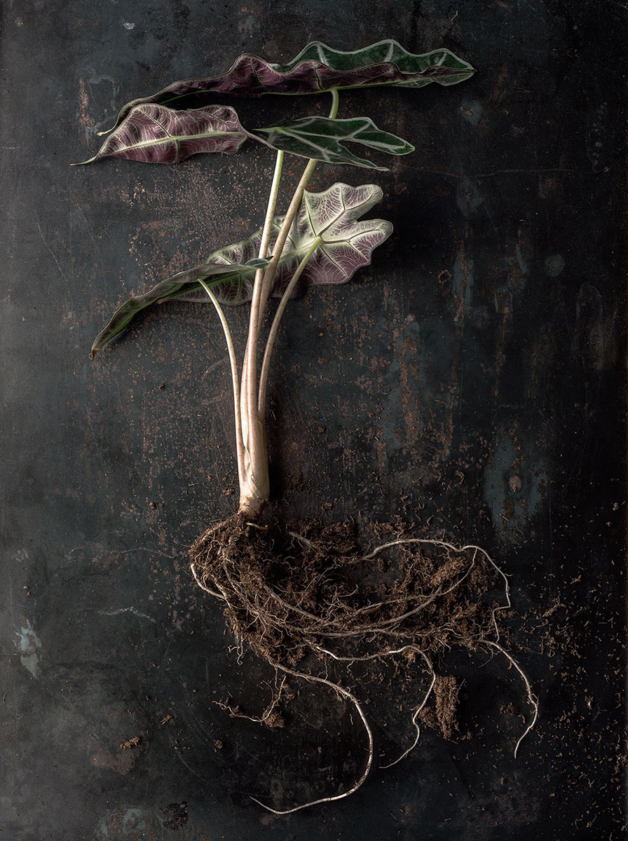 A Vita Plantae 2<p>© Beth Galton</p>