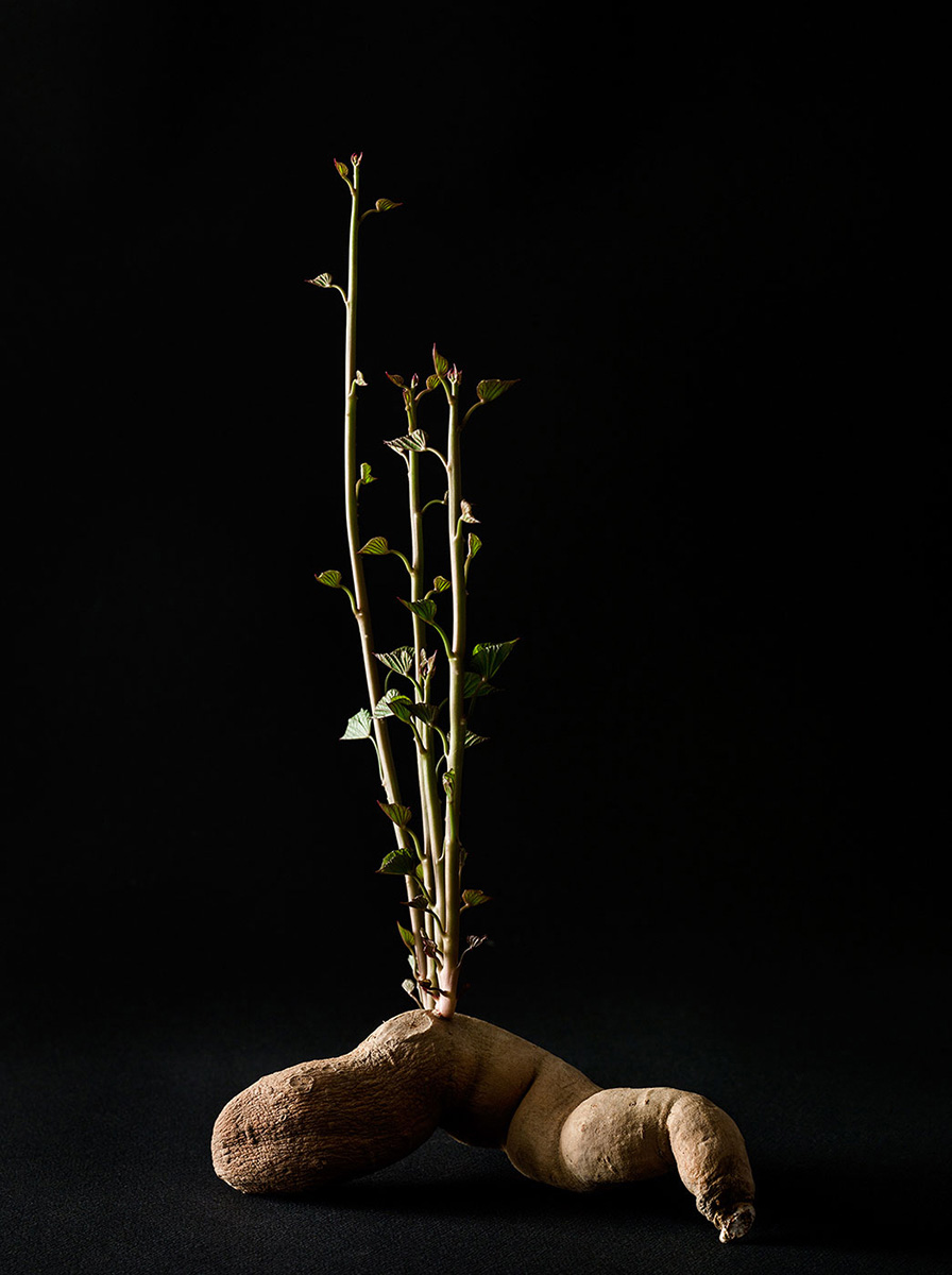 A Vita Plantae 4<p>© Beth Galton</p>