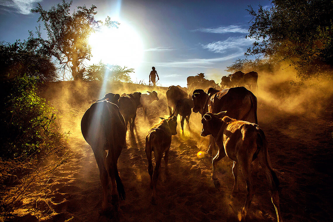 A young Masai boy brings his cows back home at sunset in Kenya’s south Rift. <p>© Georgina Goodwin</p>