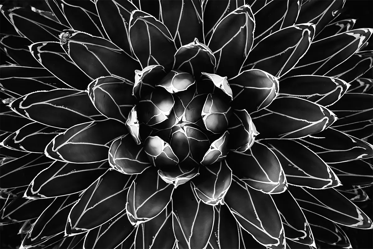 <p>© Joe Goldberg</p>