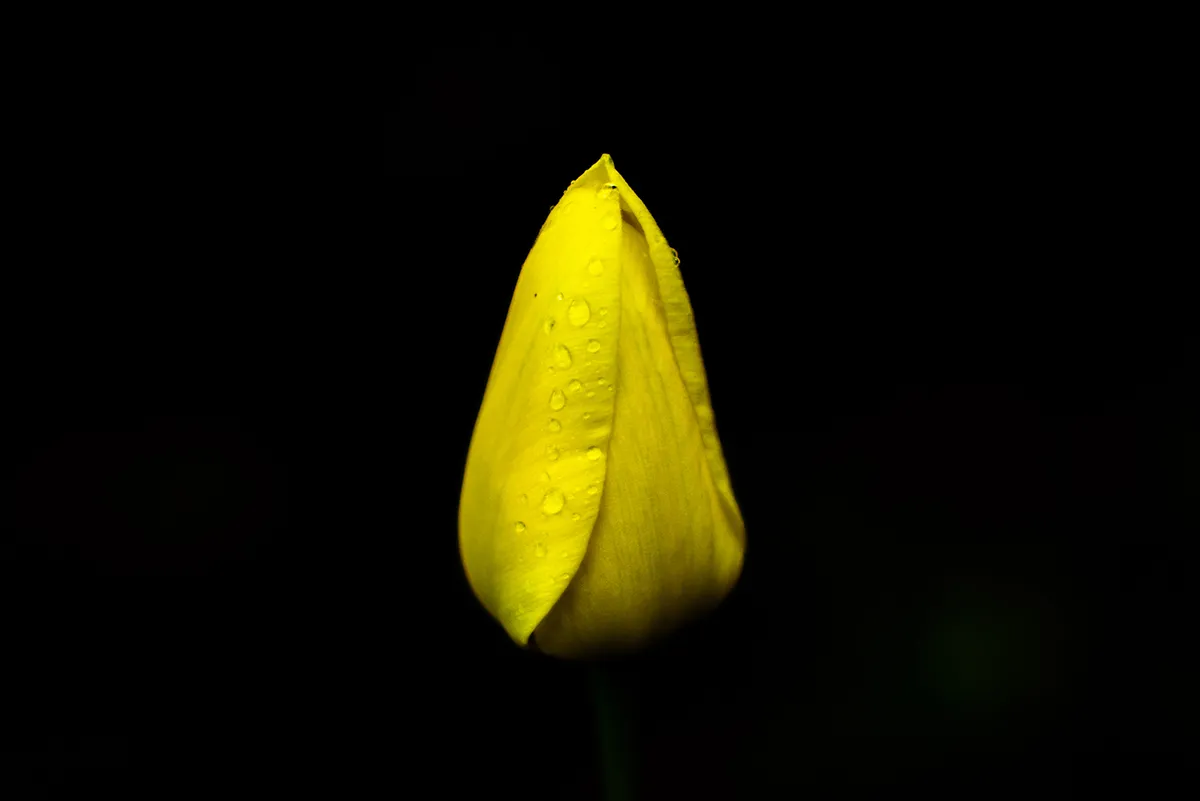 <p>© Joe Goldberg</p>