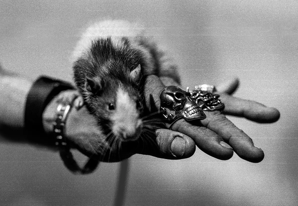 <p>© Joe Goldberg</p>