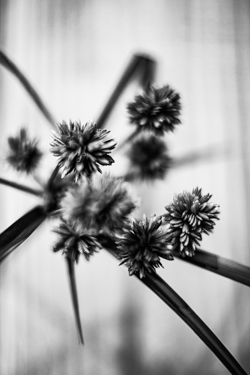 Flower Portrait<p>© Stéphane Garnavault</p>