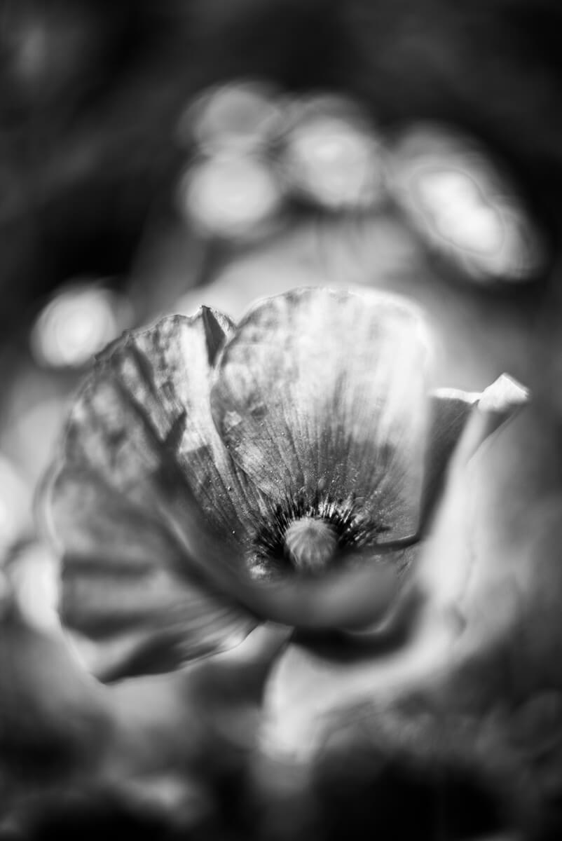 Flower Portrait<p>© Stéphane Garnavault</p>