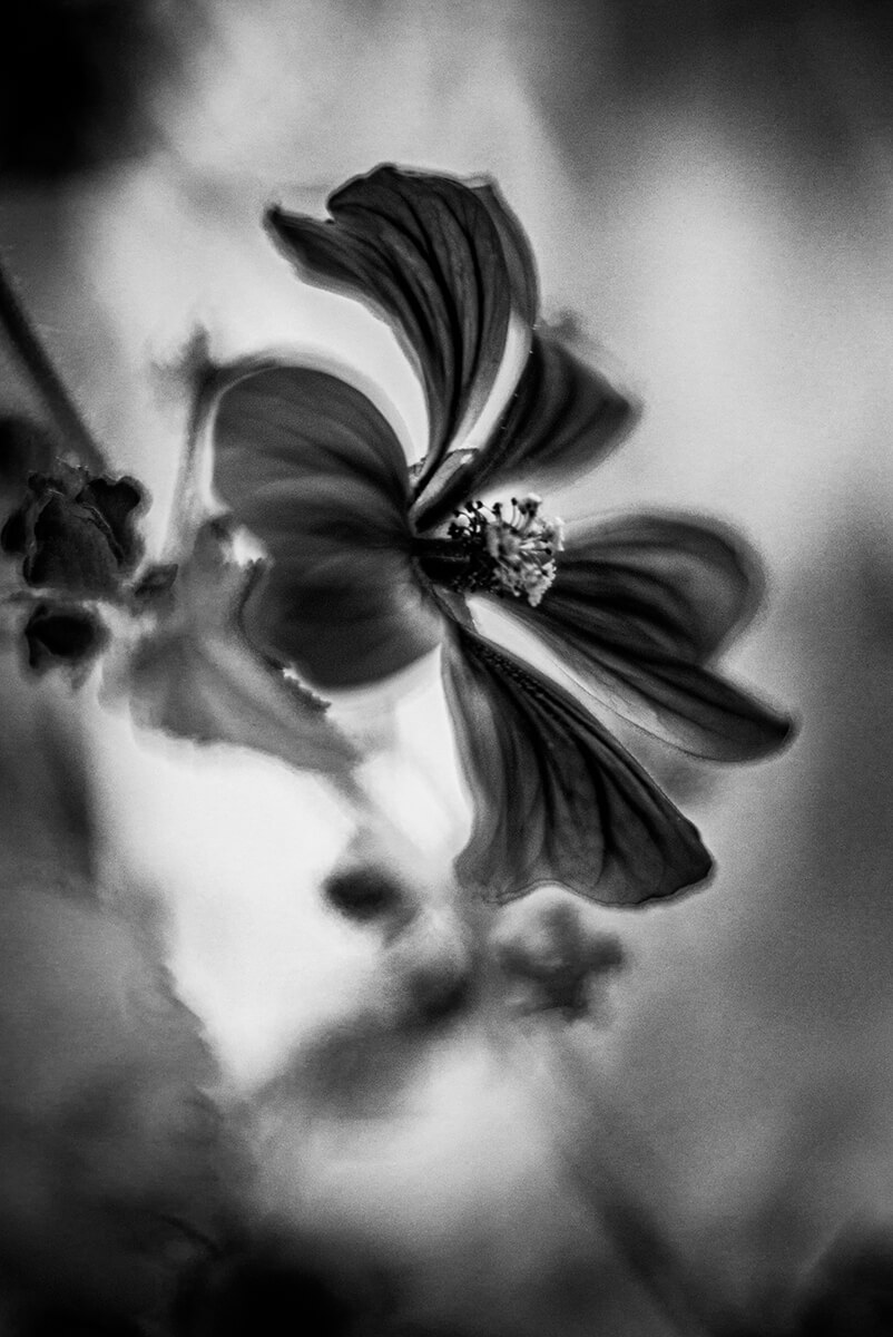 Flower Portrait<p>© Stéphane Garnavault</p>