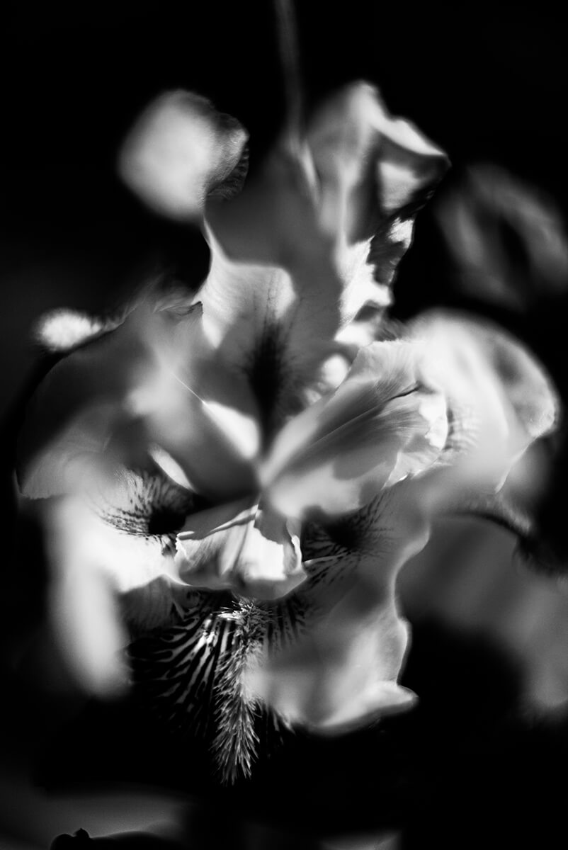 Flower Portrait<p>© Stéphane Garnavault</p>