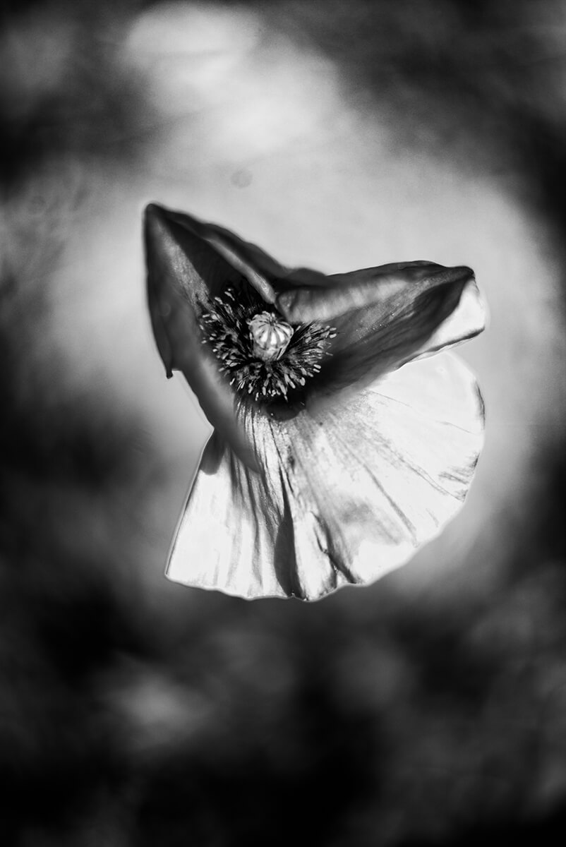 Flower Portrait<p>© Stéphane Garnavault</p>