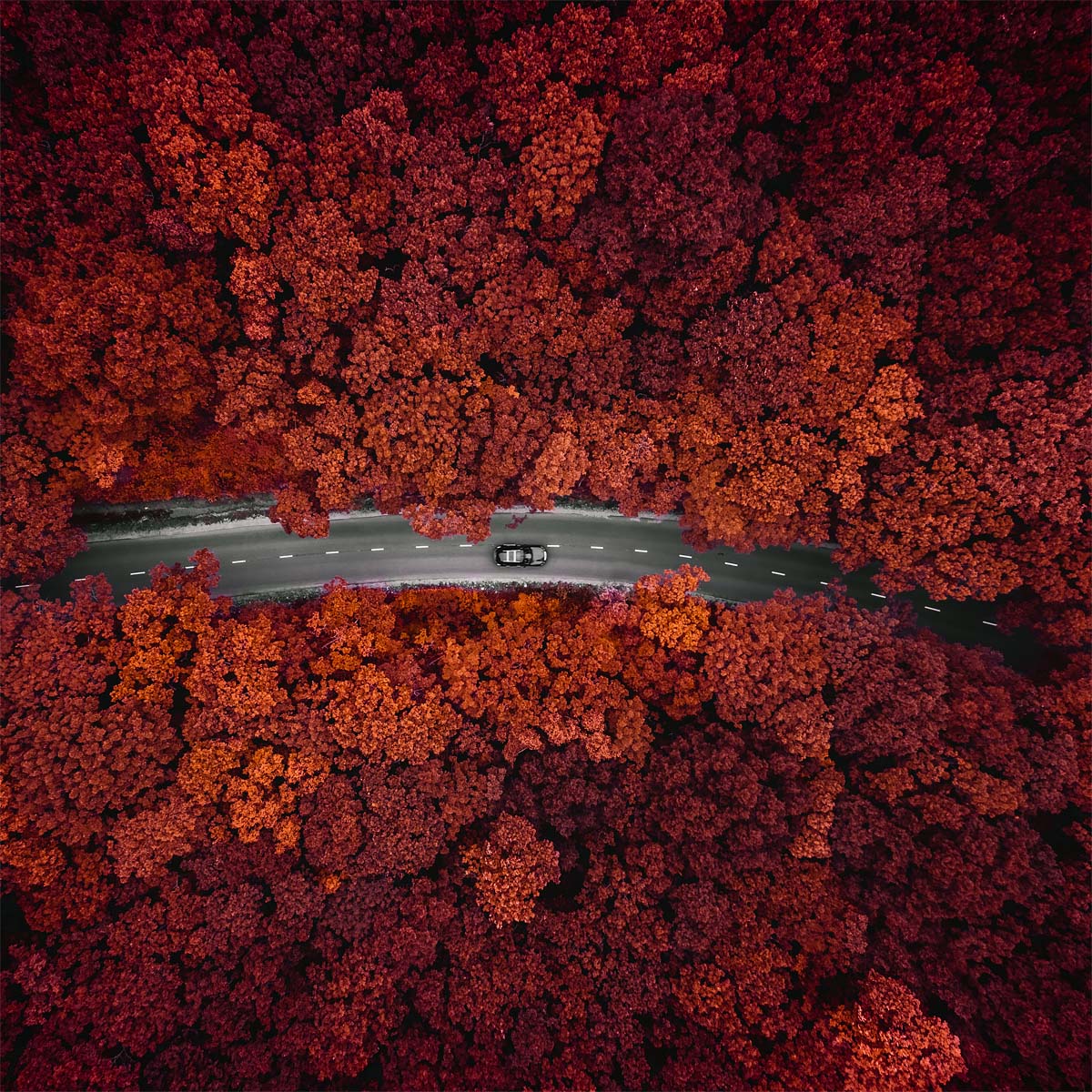 Fall colors on Russky Island<p>© Vitaly Golovatyuk</p>