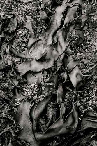 Seaweed 570, Seawall, Maine, 2012<p>© Alan Henriksen</p>