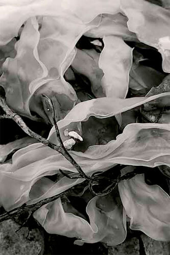 Seaweed 45, Seawall, Maine, 2011<p>© Alan Henriksen</p>
