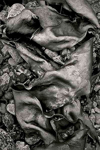 Seaweed 447, Seawall, Maine, 2011<p>© Alan Henriksen</p>