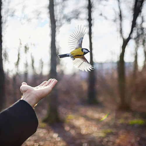 Gold Finch<p>© Cig Harvey</p>