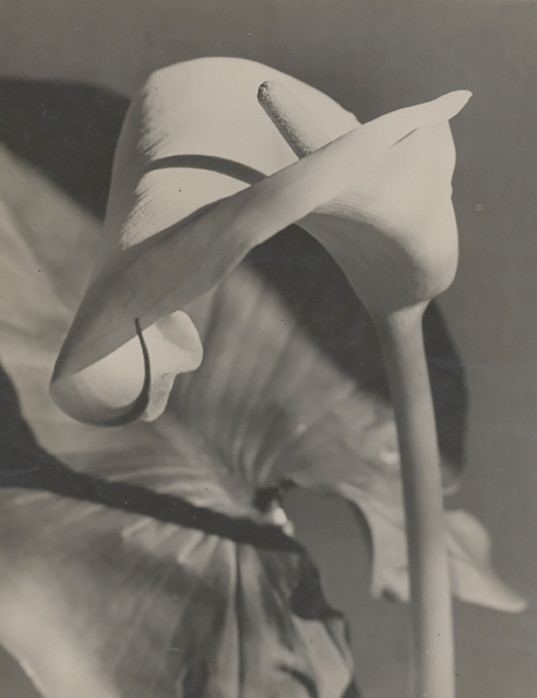 Kalla (calla lily), 1931<p>© Elisabeth Hase</p>