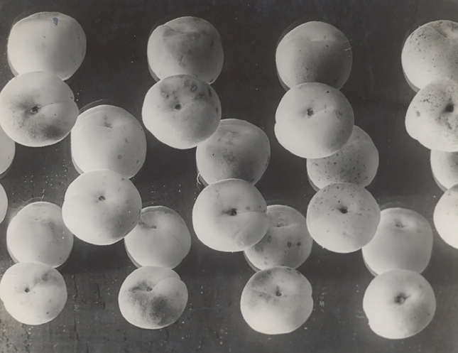 Aprikosen (apricots), 1931<p>© Elisabeth Hase</p>