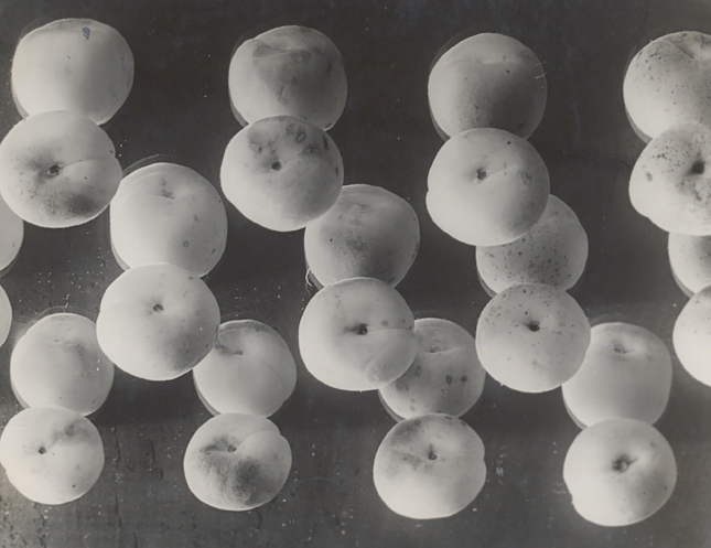 Aprikosen (apricots), 1931<p>© Elisabeth Hase</p>