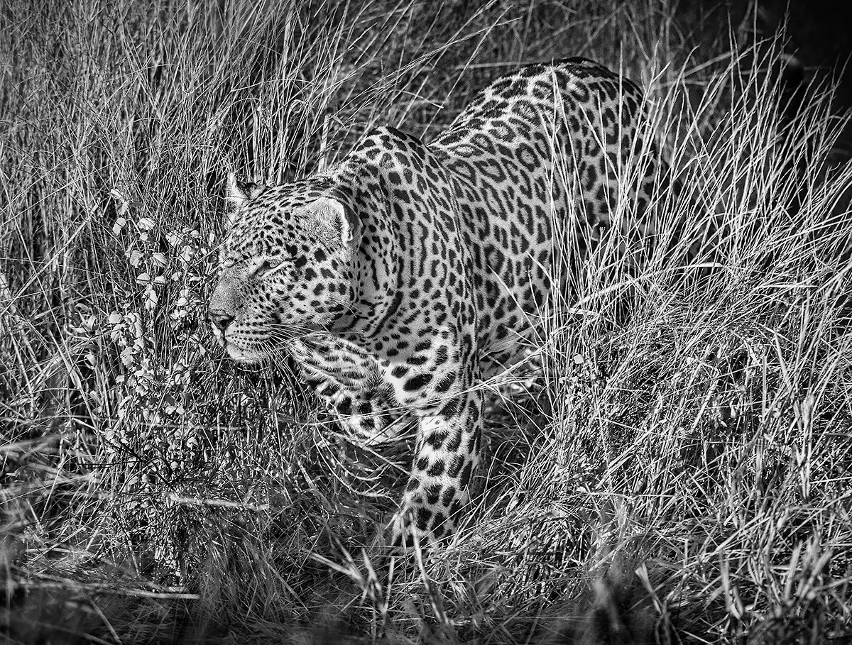 Leopard in the grass<p>&copy; Graham Hobart</p>