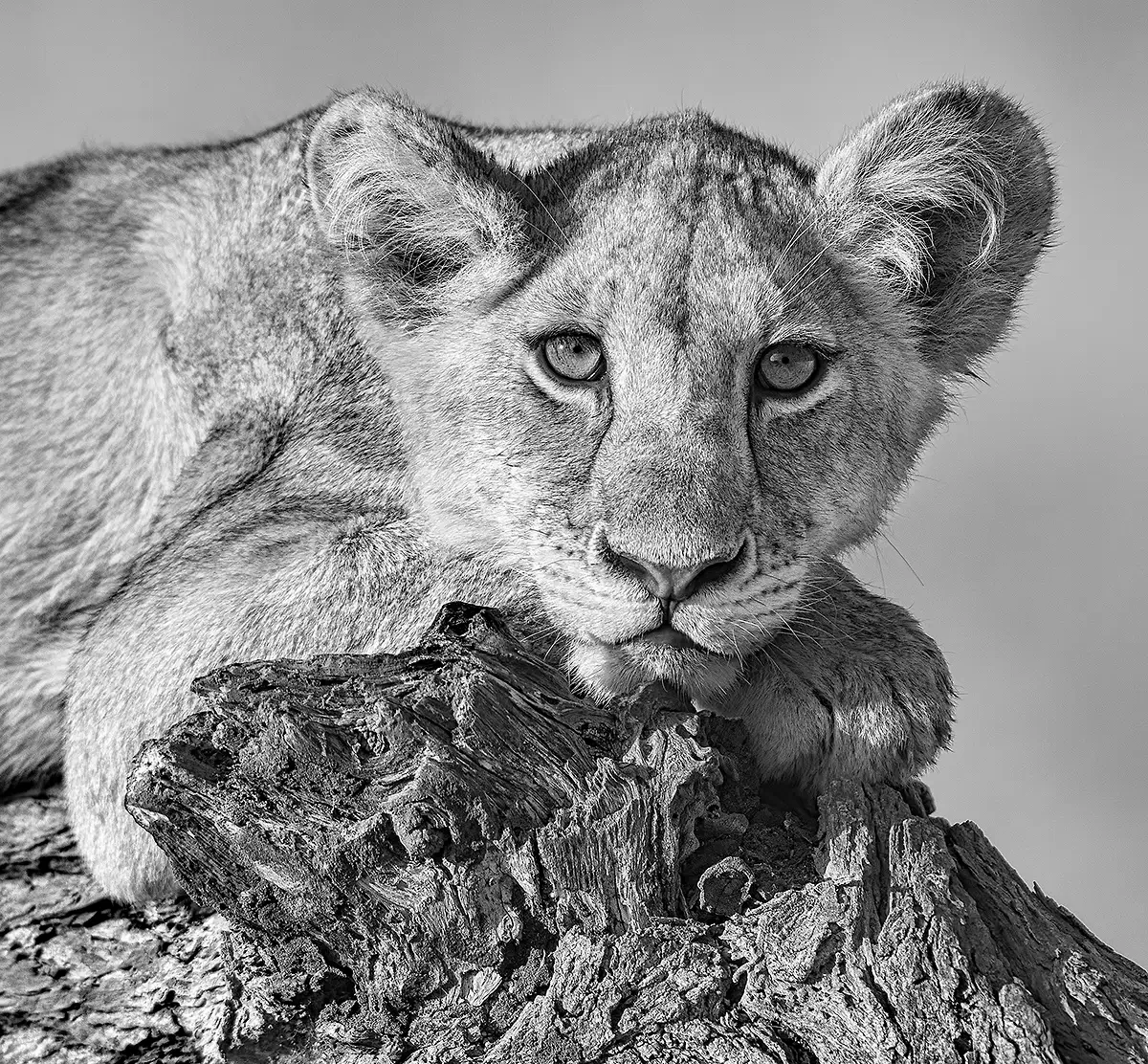 Lion cub relaxes<p>&copy; Graham Hobart</p>